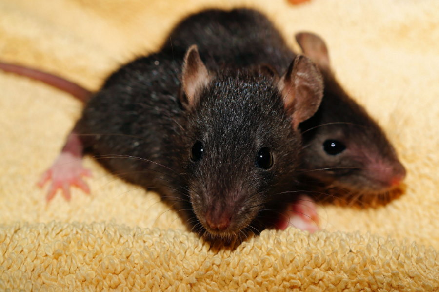 Myszy potrafią rozpoznać swoje odbicie w lustrze
