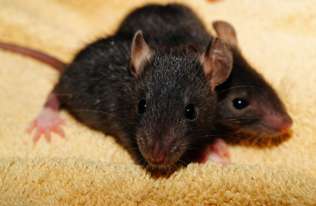 Myszy potrafią rozpoznać swoje odbicie w lustrze