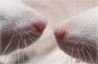 Neurony szczurów zregenerowały mózgi myszy i przywróciły im węch