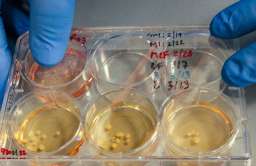 Miniaturowe mózgi neandertalczyków wyhodowane w laboratorium