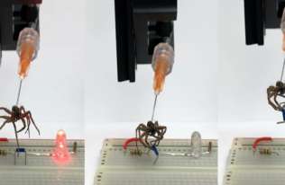 Naukowcy zamieniają martwe pająki... w mechaniczne chwytaki