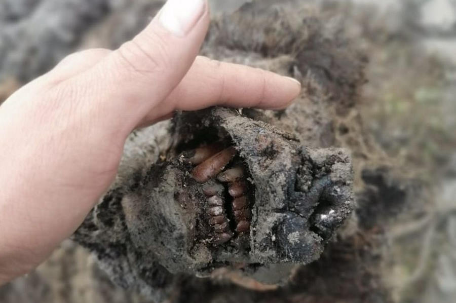 Znaleziono doskonale zachowane ciało niedźwiedzia jaskiniowego