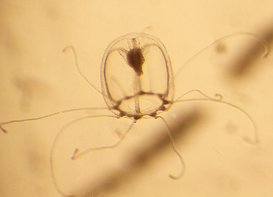 Naukowcy zidentyfikowali „nieśmiertelne” geny meduz, które pozwalają odwrócić proces starzenia