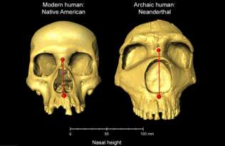 W spadku po neandertalczykach odziedziczyliśmy... duże nosy