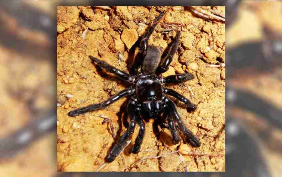 Najstarszy na świecie pająk zdechł w wieku 43 lat