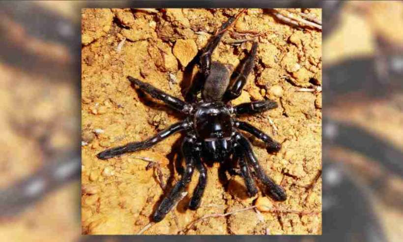 Najstarszy na świecie pająk zdechł w wieku 43 lat