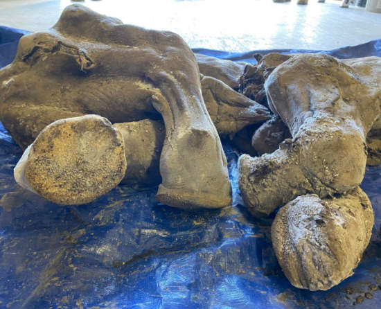 Górnicy odkryli doskonale zachowane szczątki małego mamuta włochatego