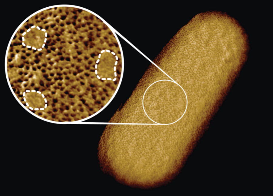 Najbardziej szczegółowy obraz żywej bakterii w historii ujawnia słabe punkty, które można wykorzystać