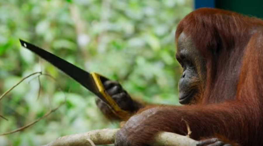 Orangutan korzystający z piły