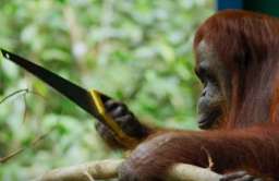 Orangutan korzystający z piły