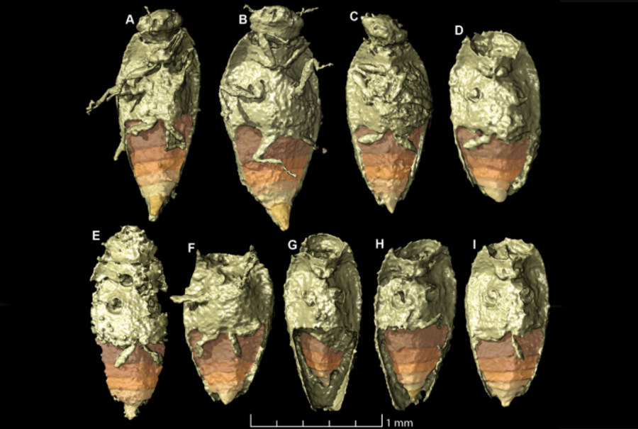 Nowe gatunek owada znaleziony w skamieniałych odchodach "opolskiego" silezaura