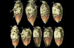 Nowe gatunek owada znaleziony w skamieniałych odchodach "opolskiego" silezaura