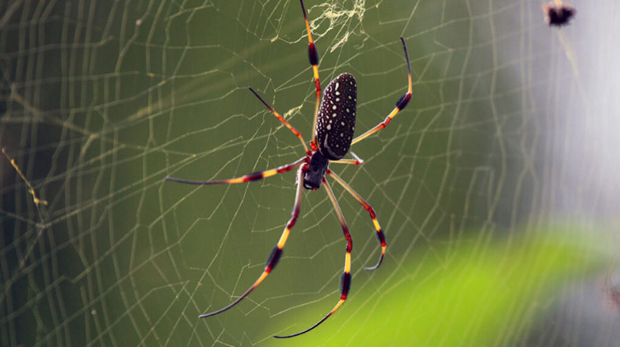 Niektóre pająki tworzą sieci pokryte neurotoksynami paraliżującymi ofiarę