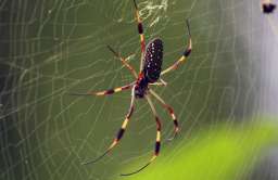Niektóre pająki tworzą sieci pokryte neurotoksynami paraliżującymi ofiarę