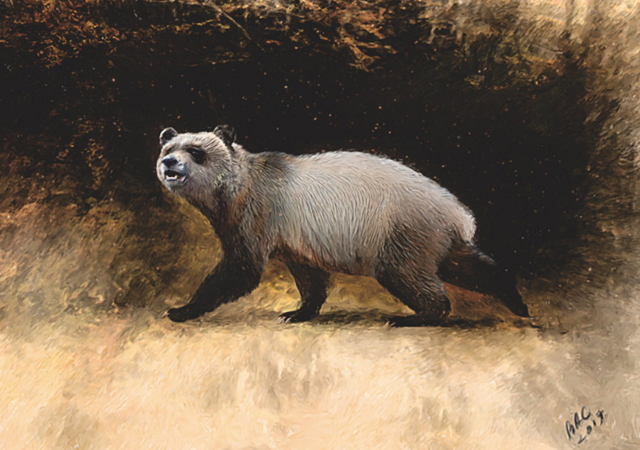 Ostatnie pandy Europy. Zidentyfikowano pradawny gatunek blisko spokrewniony z pandą wielką