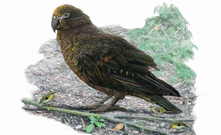 Olbrzymia papuga Herakles inexpectatus