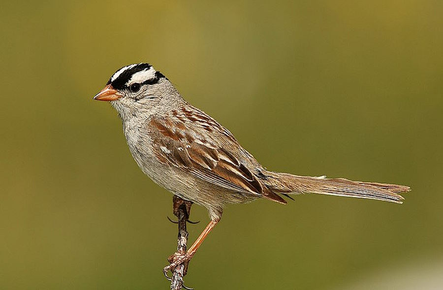 Badania śpiewu ptaków odkrywają tajemnice mózgu