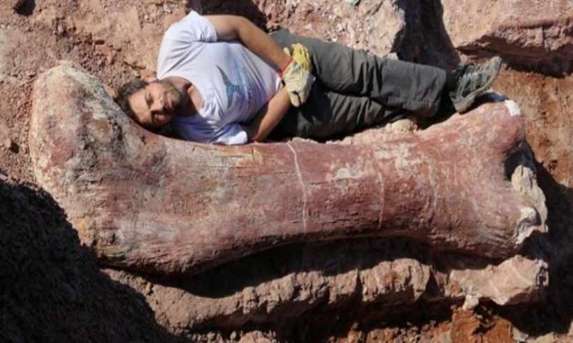 Kość Patagotitan mayorum – największego dinozaura świata