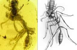 Ostatnia walka „piekielnej mrówki” utrwalona w bursztynie