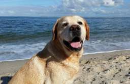 Pies rasy labrador na plaży
