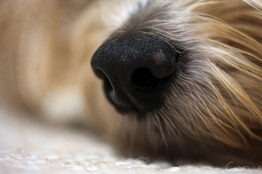 Psy wiedzą, kiedy jesteśmy zestresowani. Potrafią to wyczuć z oddechu i potu