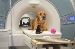 Pies badany metodą rezonansu magnetycznego MRI