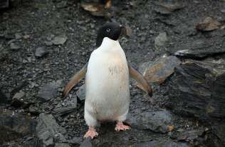Pingwiny kontra lustro. Czy ptaki te są świadome samych siebie?