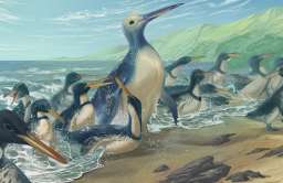Znaleziono skamieniałe szczątki największego pingwina w historii