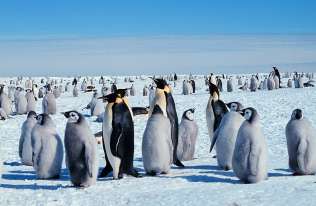 Tysiące piskląt pingwinów cesarskich zginęło w wyniku topnienia lodu morskiego