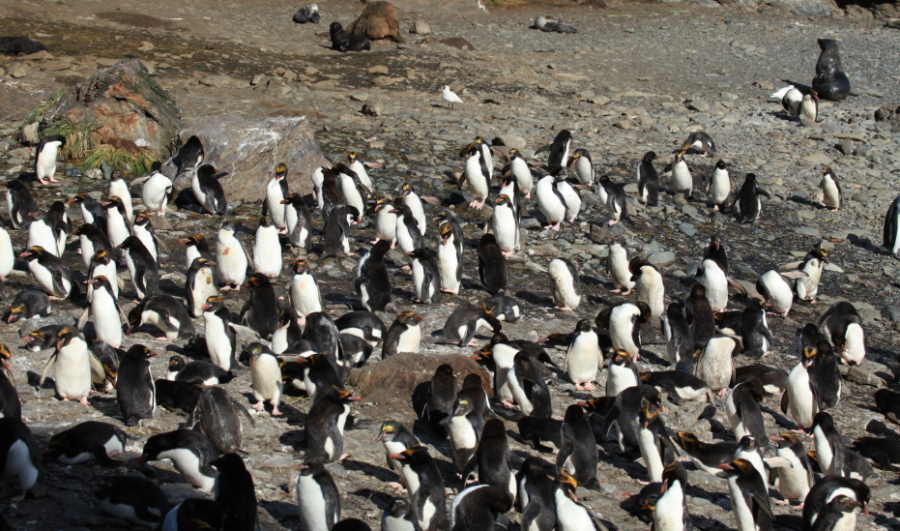 pingwiny złotoczube