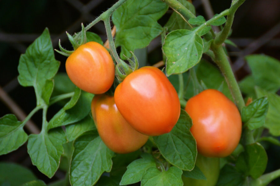 Pomidory wysyłają sygnały ostrzegawcze, gdy są atakowane przez owady
