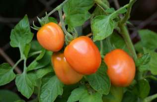 Pomidory wysyłają sygnały ostrzegawcze, gdy są atakowane przez owady