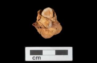 Potworniak z zębami odkryty w egipskim pochówku sprzed 3000 lat