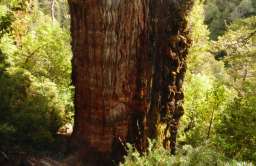 Najstarsze drzewo świata rośnie w Chile i ma ponad 5 tys. lat