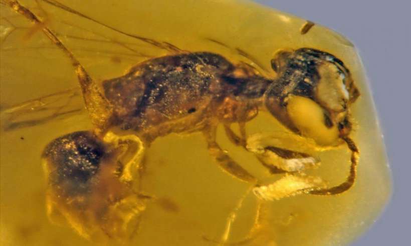 Pszczoła zamknięta w bursztynie sprzed 100 mln lat