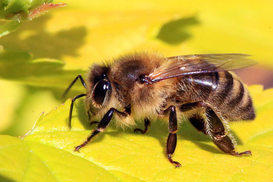 Kiedy i gdzie pojawiły się pierwsze pszczoły?