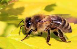 Kiedy i gdzie pojawiły się pierwsze pszczoły?
