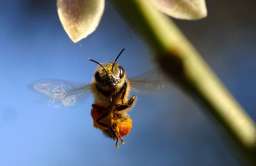 Długość życia pszczół miodnych jest o połowę krótsza niż 50 lat temu