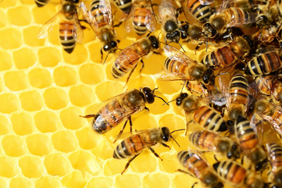 Pszczoły z Afryki, które potrafią tworzyć swoje klony. Mogą mieć miliony kopii