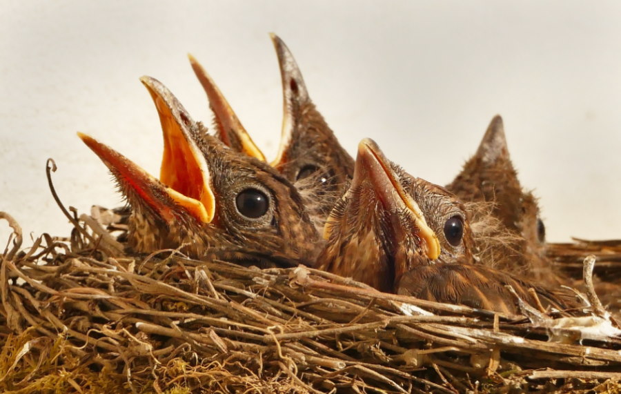 Zaangażowanie rodzicielskie wpływa na wielkość mózgów u ptasiego potomstwa