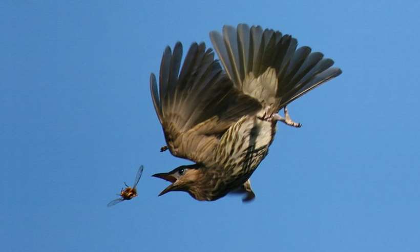Ptak w trakcie pościgu za owadem