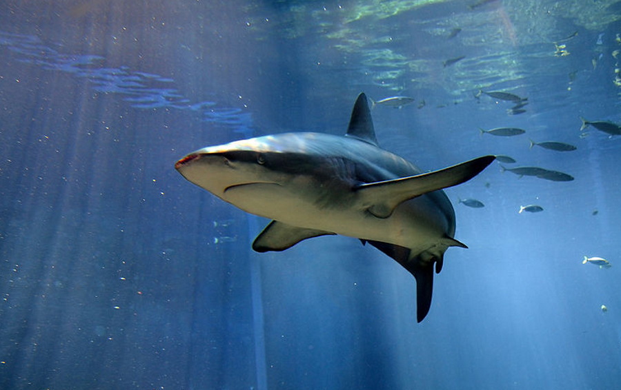W Izraelu odkryto haczyk wędkarski do połowu rekinów sprzed 6 tys. lat