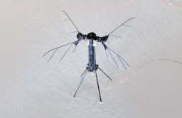 RoboBee X-Wing - miniaturowy robot latający