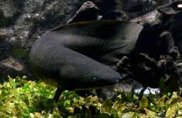 Rogoząb australijski – niepozorna ryba o rekordowo długim genomie