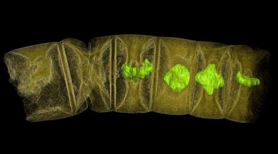 Skamielina rośliny sprzed 1,6 miliarda lat