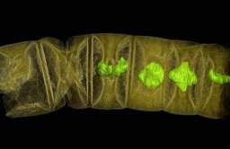 Skamielina rośliny sprzed 1,6 miliarda lat