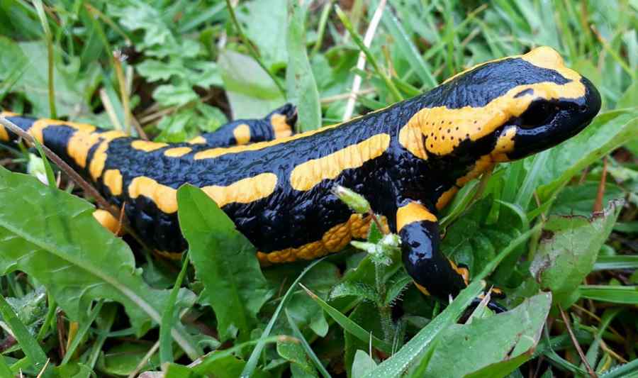 Ludzka chrząstka odrasta jak ogon salamandry