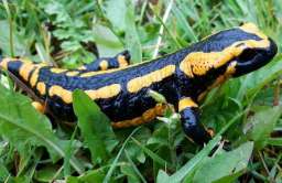Ludzka chrząstka odrasta jak ogon salamandry