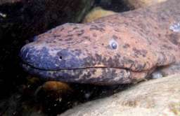 Salamandra olbrzymia