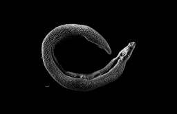 Płaziniec z rodzaju Schistosoma